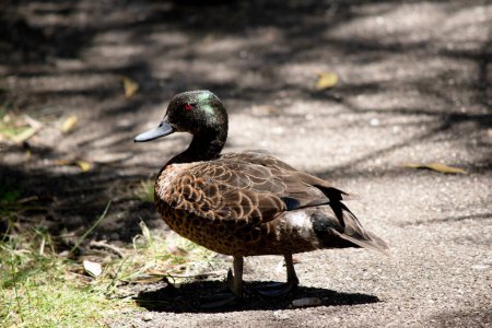 the male the chestnut teal duck has a green head and neck and a brown body