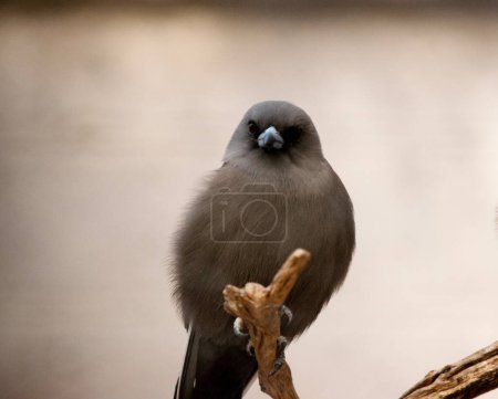 The dusky woodswallow is a chunky bird with broad, triangular wings and short, decurved bill; it has dark brownish-gray plumage overall