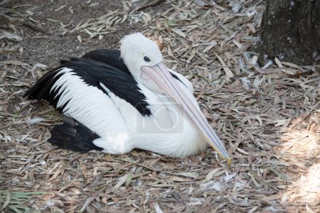 Los pelícanos australianos son una de las aves voladoras más grandes. Tienen un cuerpo blanco y la cabeza y alas negras. Tienen un gran pico rosa..