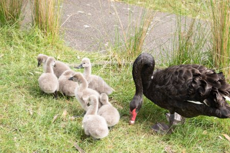 Cygnets are grey when they hatch with black beaks and gradually turn black over the first six months at which time they learn to fly.