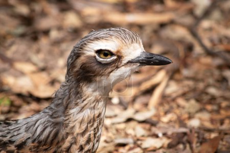 Der Buschbrachvogel hat graubraune Federn mit schwarzen Streifen, eine weiße Stirn und Augenbrauen, einen breiten, dunkelbraunen Augenstreifen und goldene Augen.
