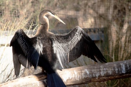 The Darter is a large, slim water bird with a long snake-like neck, sharp pointed bill, and long, rounded tail.