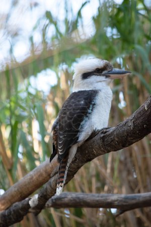 Der lachende Kookaburra hat einen weißen Kopf, der durch einen charakteristischen dunkelbraunen Streifen gekennzeichnet ist, der um jedes Auge und in der Mitte des Kopfes verläuft.. 