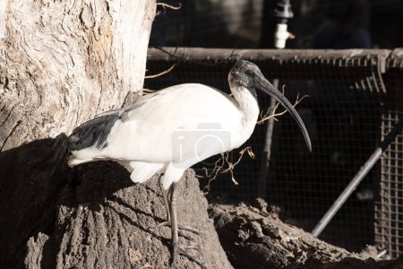 Der Australische Weiße Ibis zeichnet sich durch sein überwiegend weißes Gefieder mit einem federlosen schwarzen Kopf, Hals und Beinen aus.. 