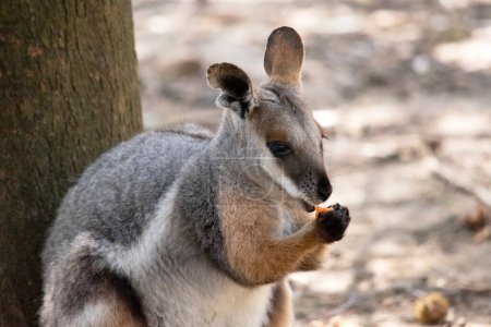 The Yellow-footed Rock-wallaby is brightly coloured with a white cheek stripe and orange ears. It is fawn-grey above with a white side-stripe, and a brown and white hip-stripe.