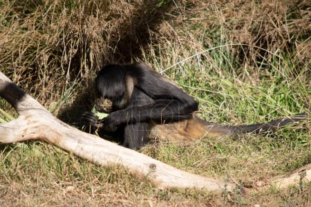 The black-handed spider monkey has lack or brown fur with hook-like hands and a prehensile tail. They use their prehensile tail, which is longer than their bodies, to swing and hang from, giving them a spider-like appearance.