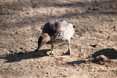 Le canard de bois mâle a une tête plus foncée et une petite crinière foncée, avec une poitrine brun-gris moucheté et un ventre et une queue inférieurs noirs