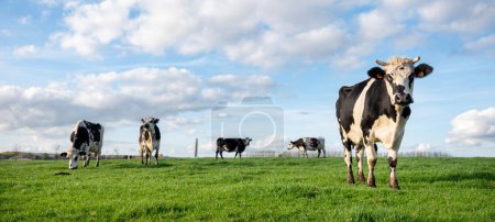 Photo for Curious black and white dairy cows in green grassy belgian meadow of countryside between brussels and charleroi under blue sky - Royalty Free Image