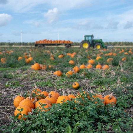 Photo for Orange pumpkins during harvest on field under blue autumn sky in dutch province of flevoland near almere in the netherlands - Royalty Free Image
