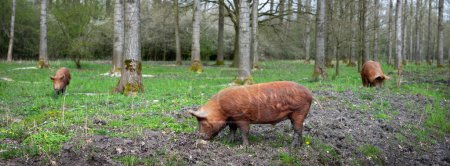 Téléchargez les photos : Heureux cochons bruns en liberté dans la forêt de printemps hollandaise près d'utrecht dans les Pays-Bas sous le ciel bleu - en image libre de droit