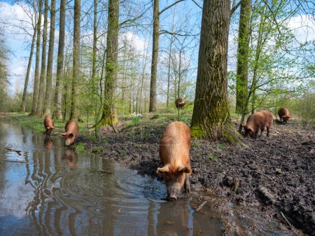 Foto de Feliz free-roaming cerdos marrones en el bosque holandés de primavera cerca de utrecht en los Países Bajos bajo el cielo azul - Imagen libre de derechos