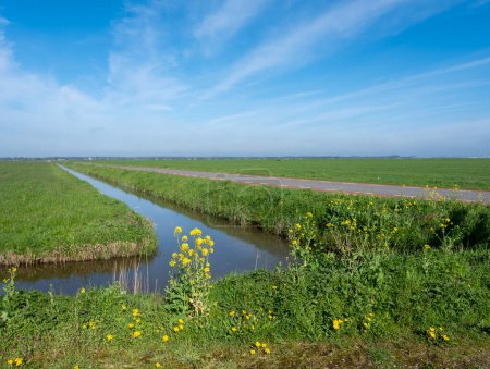 Téléchargez les photos : Prairies et fleurs printanières à eempolder entre amersfoort et amsterdam à holland sous le ciel bleu - en image libre de droit
