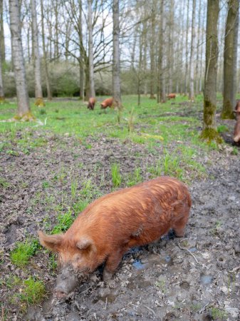 Téléchargez les photos : Heureux cochons bruns en liberté dans la forêt de printemps hollandaise près d'utrecht dans les Pays-Bas sous le ciel bleu - en image libre de droit