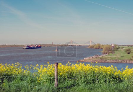 barge on river waal in the netherlands under blue sky with yellow rapeseed flowers near zaltbommel