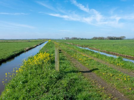 Téléchargez les photos : Prairies et fleurs printanières à eempolder entre amersfoort et amsterdam in holland - en image libre de droit