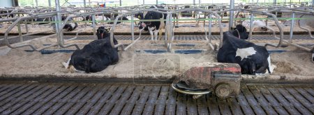 Gummiboden mit Mistroboter in Bauernhof voller gefleckter Milchkühe in den Niederlanden