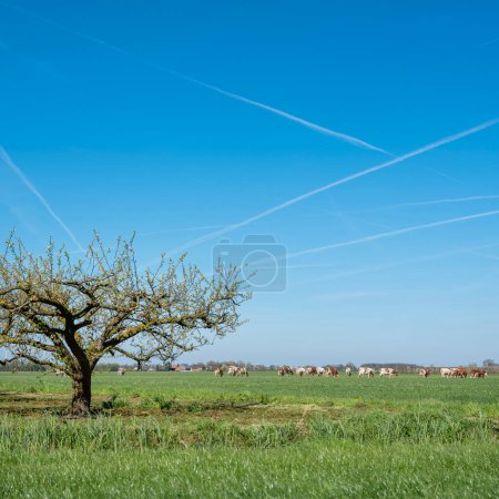 Foto de Árboles frutales en primavera y pastoreo vacas manchadas en betuwe cerca de tiel y geldermalsen en los Países Bajos - Imagen libre de derechos