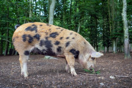 Téléchargez les photos : Porc itinérant gratuit dans la forêt hollandaise pour le porc biologique dans les restaurants - en image libre de droit
