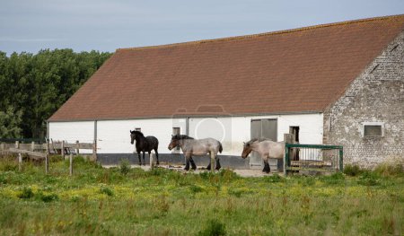 Foto de Prado de verano y granja antigua con caballos belgas fuertes en flandes - Imagen libre de derechos