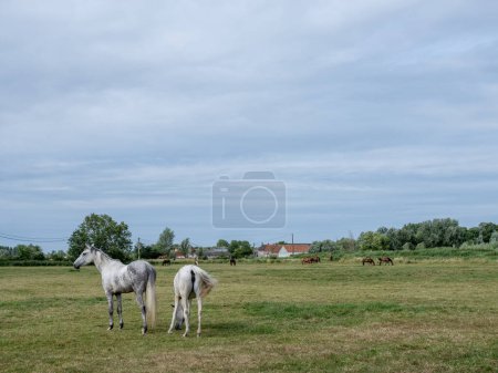 Foto de Caballos cerca de brugge y oostende en Flandes del oeste en el prado de verano con árboles y granjas distantes - Imagen libre de derechos