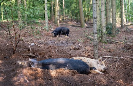 Téléchargez les photos : Porcs itinérants gratuits dans la forêt hollandaise pour le porc biologique dans les restaurants - en image libre de droit