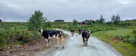 Foto de Cabañas de montaña y vacas en hallingskarvet parque nacional de norway - Imagen libre de derechos