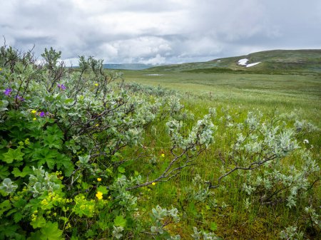 Foto de Flores florecen en hallingskarvet parque nacional de norway - Imagen libre de derechos