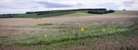 Téléchargez les photos : Paysage rural lorrain avec champs et tournesols près de verdun dans le nord de la France - en image libre de droit