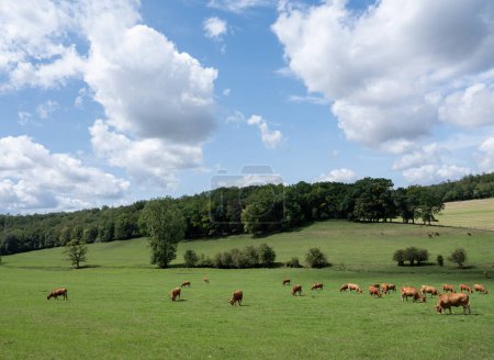 Photo for Meadows in countryside of french lorraine with brown cows and forest - Royalty Free Image