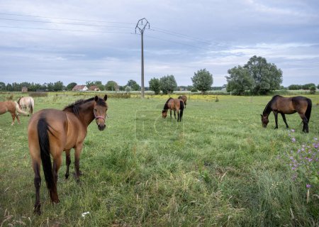 Foto de Caballos cerca de brugge y oostende en Flandes del oeste en el prado de verano con árboles y granjas distantes - Imagen libre de derechos