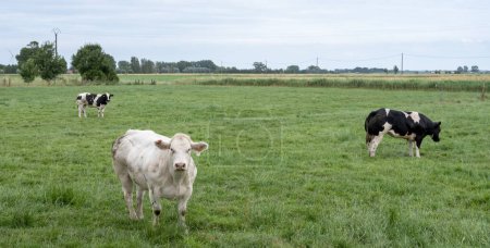 Photo for Meadow with beef cows in west flanders between brugge and oostende - Royalty Free Image