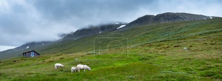 Foto de Ovejas y choza cerca de las montañas en hallingskarvet parque nacional de norway - Imagen libre de derechos