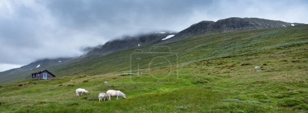 Foto de Ovejas y choza cerca de las montañas en hallingskarvet parque nacional de norway - Imagen libre de derechos