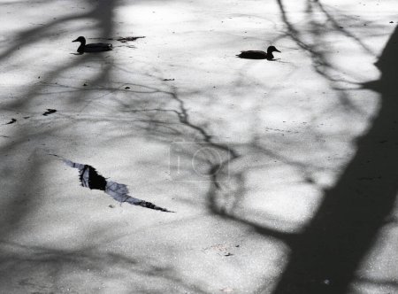 dramatic shadows of backlit trees and ducks in pond filled with duckweed