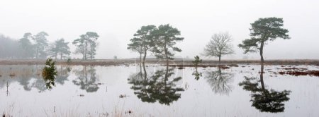tranquil scene of flooded leersumse veld in dutch province of utrecht on foggy morning near utrecht in the netherlands