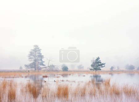 wild ducks in tranquil scene of flooded leersumse veld in dutch province of utrecht on foggy morning near utrecht in the netherlands
