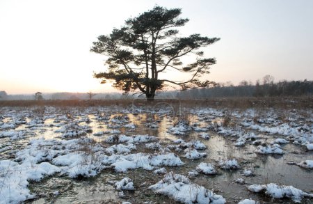 tree and reflection of setting sun on ice and snow on leersumse veld near utrecht in the netherlands