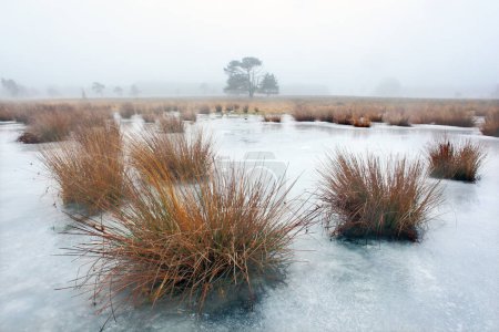 beautiful winter nature with tree, grass and ice on ponds on leersumse veld near utrecht in the netherlands