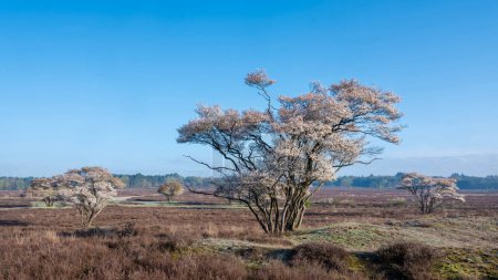 blühende Amelanchier lamarckii bei Hilversum im holländischen Frühling auf der Heide von Hilversum und Laren in Holland unter blauem Himmel