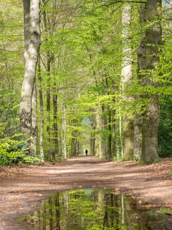reflexión en charco y figura solitaria en el sendero del bosque en primavera bajo hayas en las tierras bajas