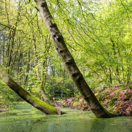 frische Frühlingsblätter und Teich mit Entengras in sonnigem Wald bei Utrecht in den Niederlanden