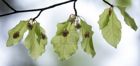 primer plano retroiluminado de la rama con hojas de haya en flor en primavera
