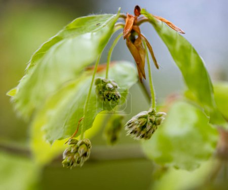 closeup of branch with blossoming beech leaves in spring