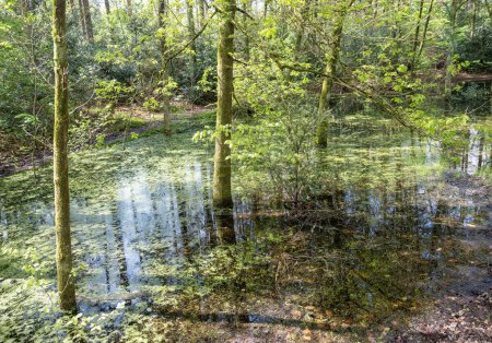 frische Frühlingsblätter und Teich mit Entengras in sonnigem Wald bei Utrecht in den Niederlanden
