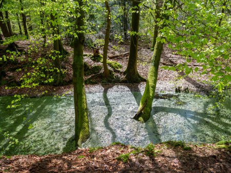 fresh spring leaves and pond with duck weed in sunny forest near utrecht in the netherlands