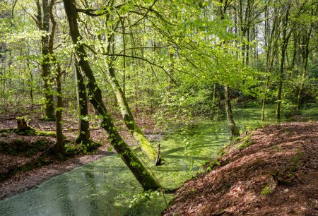fresh spring leaves and pond with duck weed in sunny forest near utrecht in the netherlands