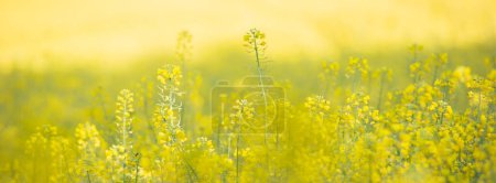 Téléchargez les photos : Les plantes de colza en gros plan dans les champs agricoles - en image libre de droit