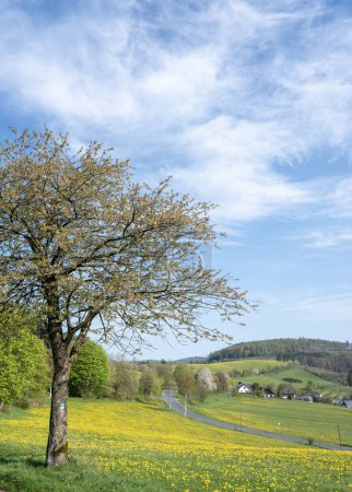 Blauer Himmel über der Frühlingswiese voller gelber Löwenzahne im Sauerland mit einsamem Baum..