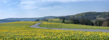 blue sky over spring countryside in german sauerland with trees and blooming fields of dandelions