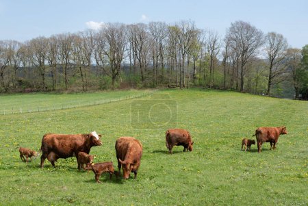 grazing brown cows and calves in spring meadow of german sauerland